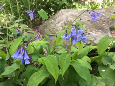 photo of some native plants with blue-violet flowers and a large rock