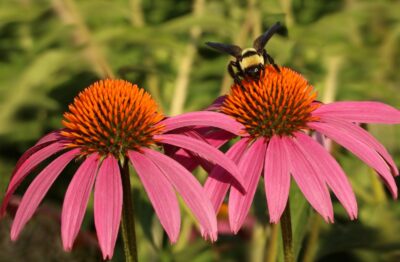 photo of a bumble bee on a coneflower with pink petals and orange stamen with a second coneflower next to it and blurry plants in the background