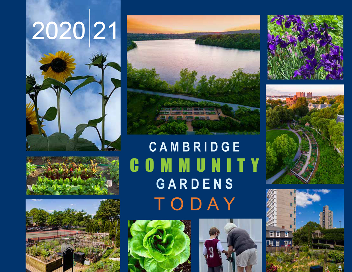 Cambridge Community Gardens Today