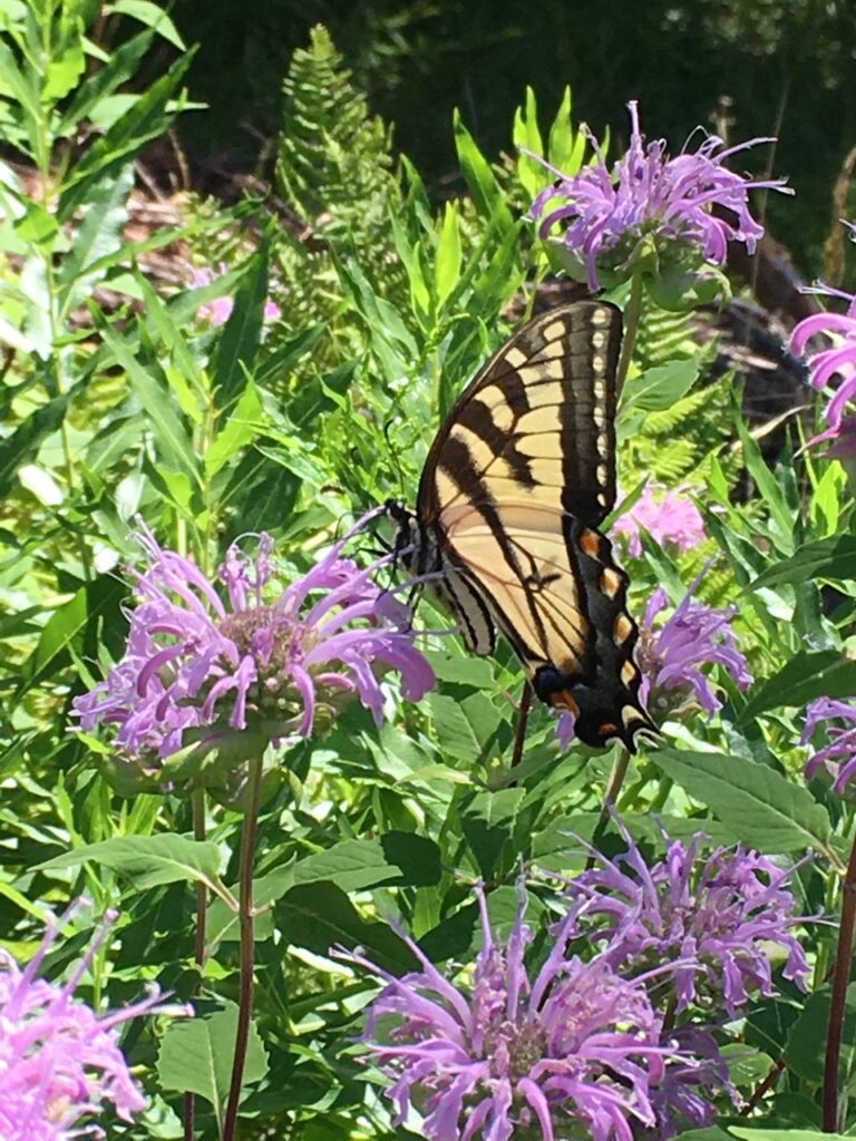 photo of a yellow and black butterfly on some purple flowers